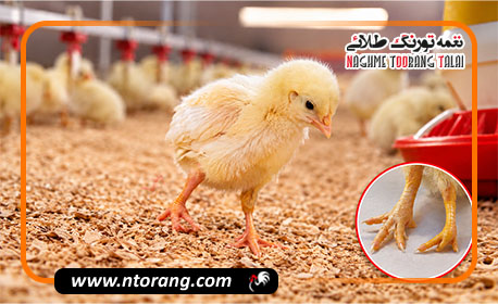 علت لنگش جوجه مرغ گوشتی